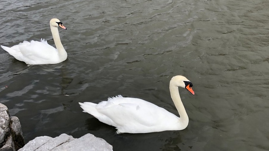 Two swans seen swimming side by side