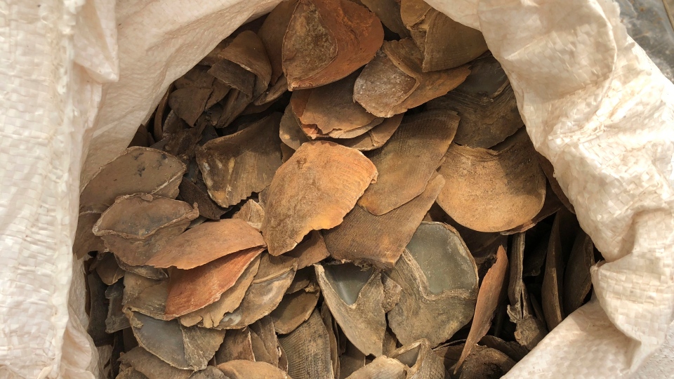 singapore-seizes-record-28-tons-of-pangolin-scales-in-a-week-ctv-news