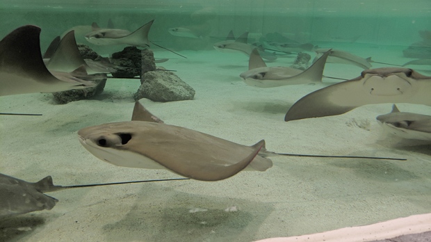 Supplied image of the Stingray beach exhibit.