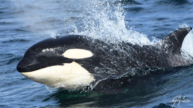 A pod of Bigg's killer whales were spotted off the coast of British Columbia on Sunday, April 7, 2019. 
<br><br>
The transient orcas named after a Canadian marine biologist have a range from Alaska to southern California, and are known to stick close to the coastline where prey is common. 
<br><br>
At least three populations live along the coastal northeastern Pacific Ocean. The group seen near B.C. is estimated to contain more than 250 members, and is listed as "threatened" under the Canadian Species at Risk Act. (Information from the Vancouver Aquarium, photos from Gary Sutton / Ocean EcoVentures Whale Watching)
