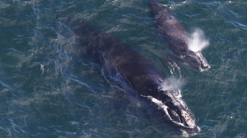 In this Thursday, April 11, 2019, photo provided by the Center for Coastal Studies, a baby right whale swims with its mother in Cape Cod Bay off Massachusetts. (Amy James/Center for Coastal Studies/NOAA permit 19315-1 via AP)