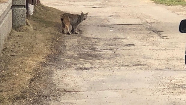 A lynx was spotted in the Glenora neighbourhood on Thursday afternoon.