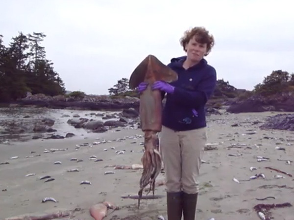Local biologist Josie Osborne, of the Raincoast Education Society, holds a squid that washed up dead on Tofino shores. August 6, 2009.
