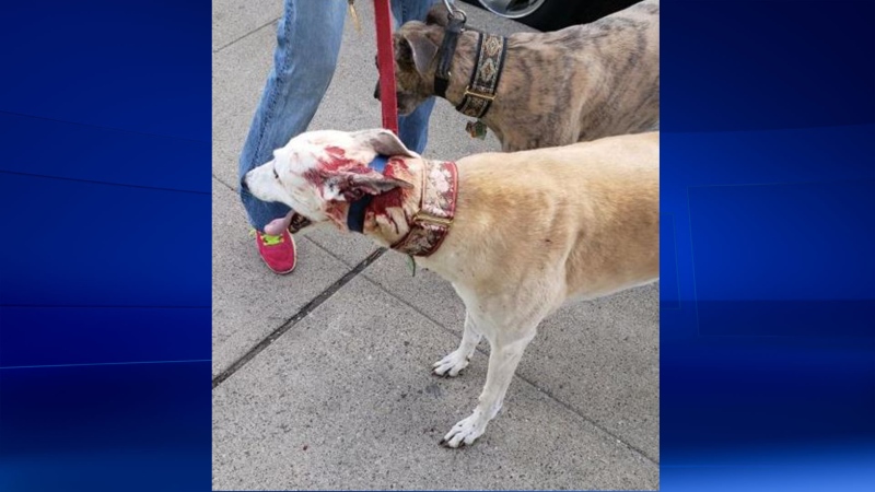 Joe McParland's dog Vicky after being attacked by another dog in downtown Windsor on Friday April 27, 2019. (Photo via Facebook/www.facebook.com/joe.mcparland)