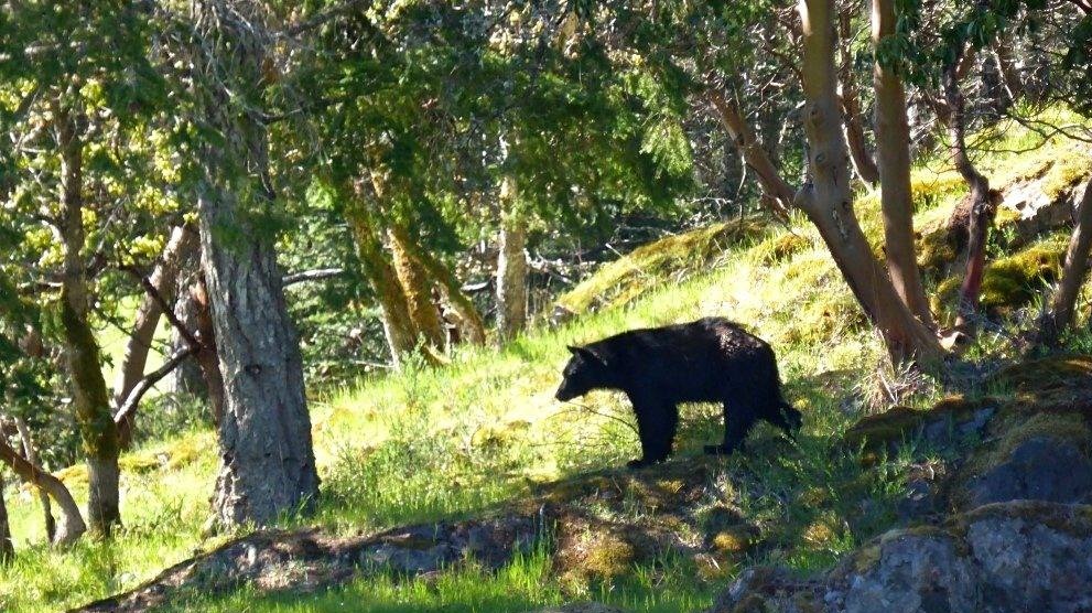 Black bear COlwood
