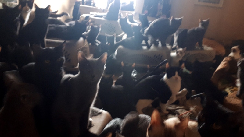 Toronto Cat Rescue says more than 300 cats were found inside a single Toronto apartment Saturday May 4, 2019. (Handout /Toronto Cat Rescue)