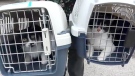 Volunteers continued their efforts rescuing dozens of cats from a hoarding situation at a Toronto apartment on May 7, 2019.