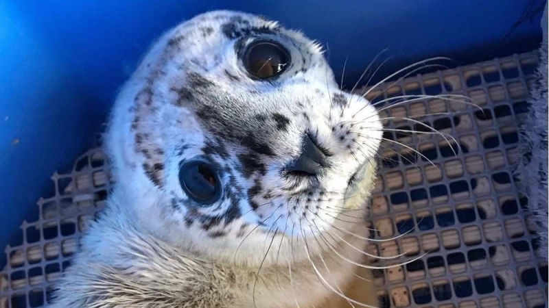Dwayne "The Rockfish" Johnson is a premature seal pup rescued on May 1. The pup is now being cared for at the Vancouver Aquarium’s Marine Mammal Rescue Centre. VANCOUVER AQUARIUM / HANDOUT / THE CANADIAN PRESS