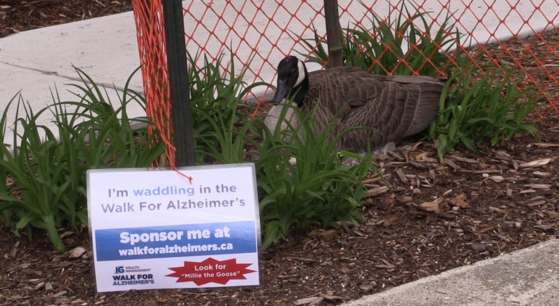 'Millie the Goose,' who settled her nest outside the Alzheimer Society London and Middlesex offices, has joined fundraising efforts for the organization. (Celine Moreau / CTV London)