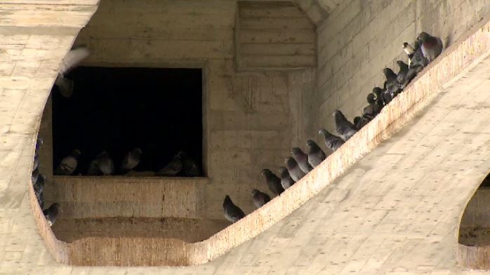 The City of Saskatoon says that over the last 50 years the bridge has accumulated nearly 350 tonnes of pigeon poop.