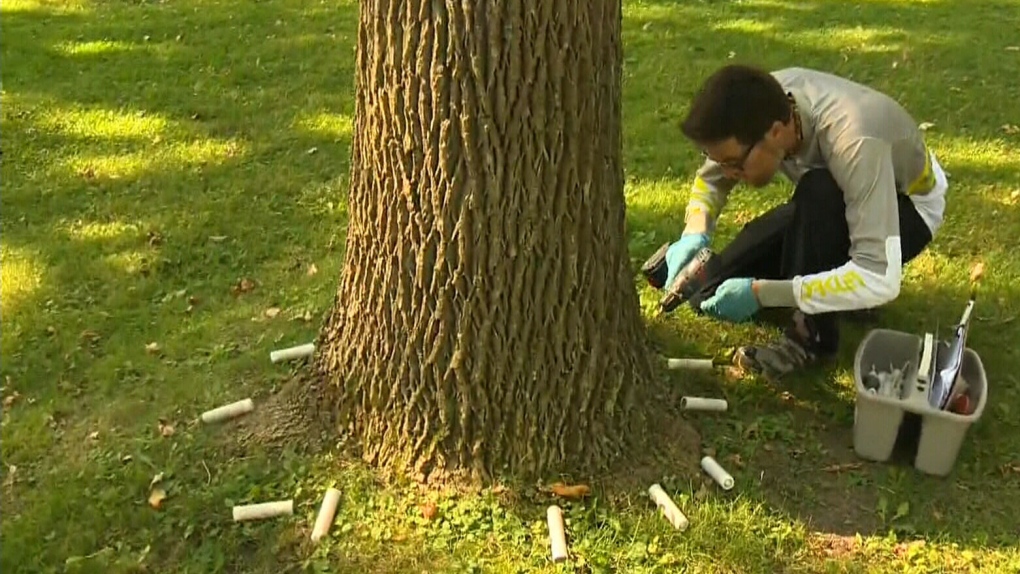CTV Montreal: Saving ash trees