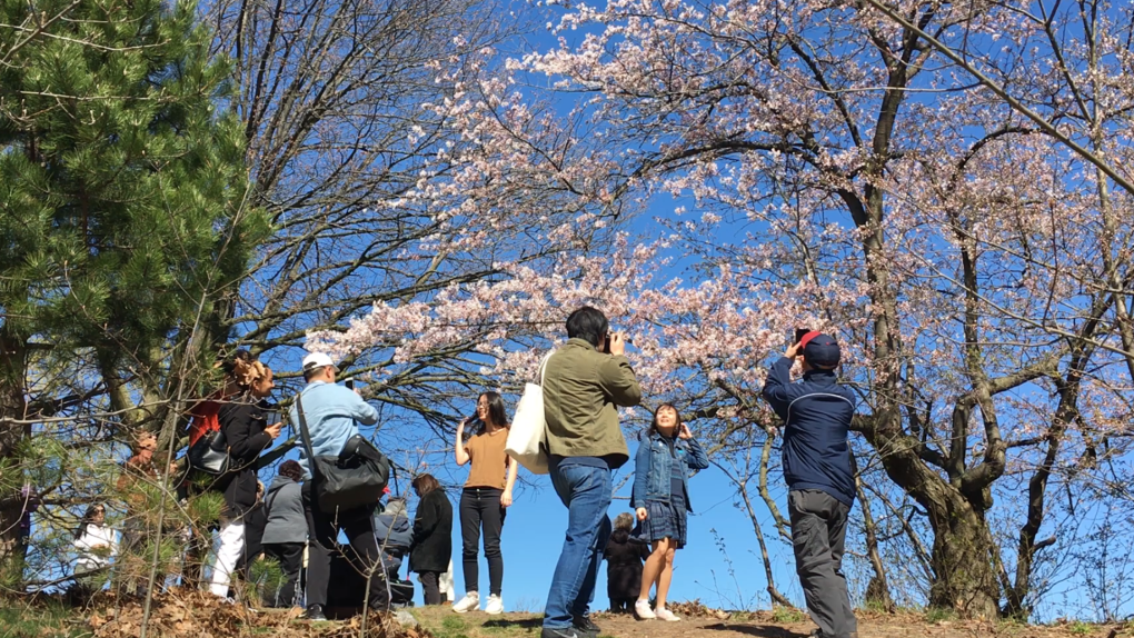 Cherry blossoms