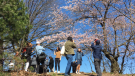 People take photos by a cherry blossom tree at Toronto's High Park, May 8, 2019. (CTVNews.ca)