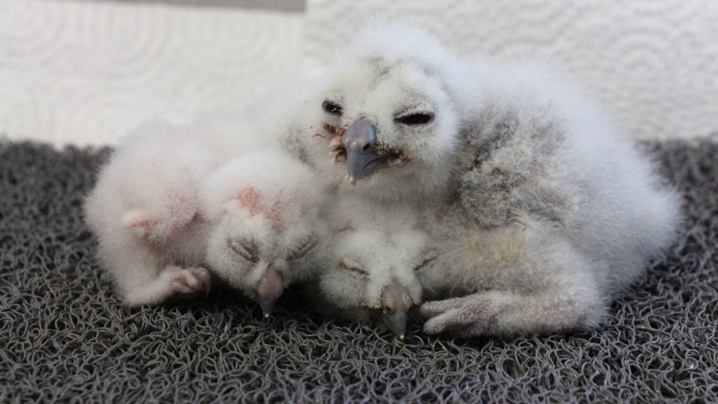Northern spotted owl chicks 