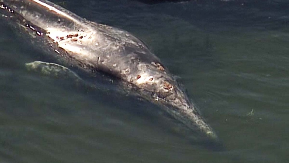 Whales beached near Tsawwassen