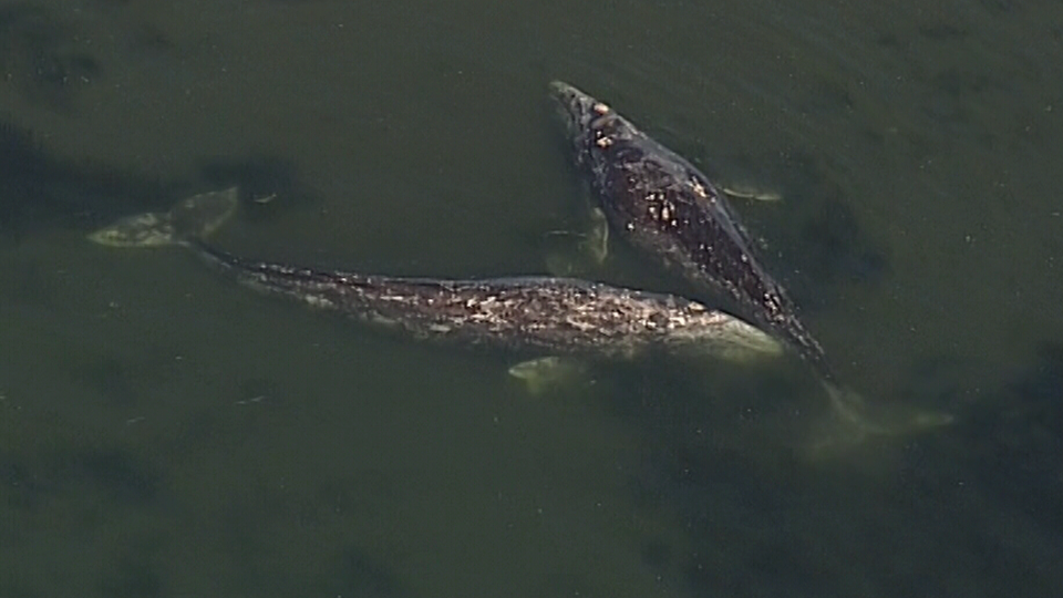 Grey whales beached off Boundary Bay