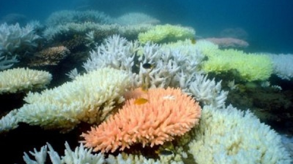 hawaii super coral