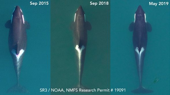 Adult Southern resident killer whale 