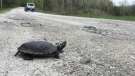 Turtle crossing street 