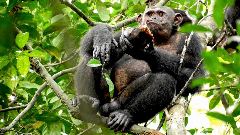 Wild chimpanzee 