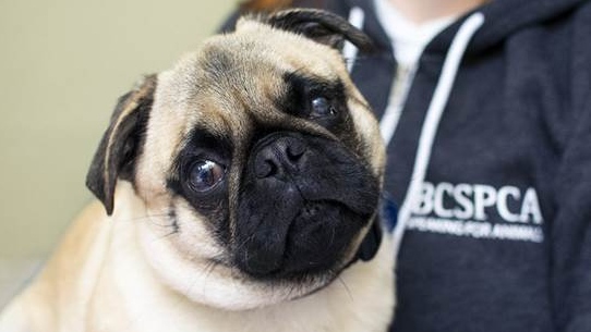 Pug in desperate need of help