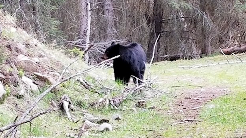 Bear encounter caught on camera