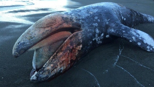 Dead whale 