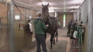 'Sintra' gets some attention from horse trainer Stephanie Jamieson in Puslinch, Ont. on Tuesday, May 28, 2019. (Brent Lale / CTV London)