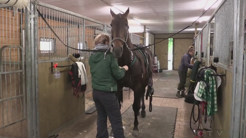 'Sintra' gets some attention from horse trainer Stephanie Jamieson in Puslinch, Ont. on Tuesday, May 28, 2019. (Brent Lale / CTV London)