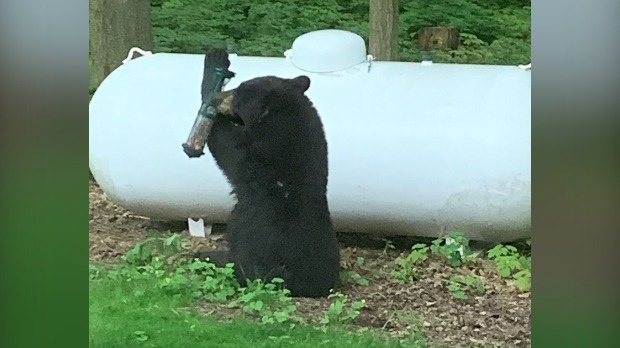 A black bear seen in someone's yard