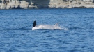 A  white orca spotted near Nanaimo. Source: Big Animal Encounter