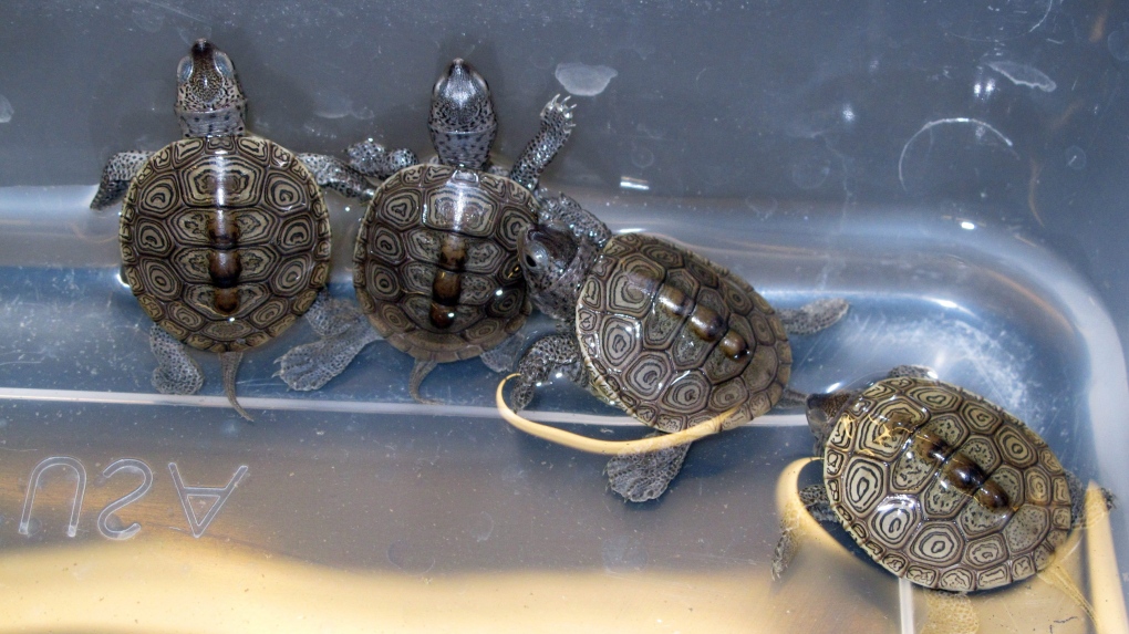 diamondback terrapin turtles