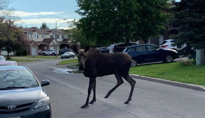 A moose spotted in Orleans June 4, 2019. (Photo courtesy of Genevieve Pare)