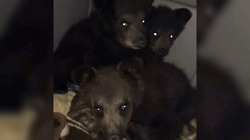 Deadline approaches for bear cubs