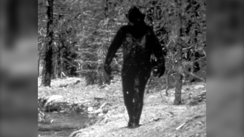 This is a 1977 still photo made from a 16mm film made by Ivan Marx purportedly showing the legendary Bigfoot cavorting in the hills of northern California. (AP Photo/File)