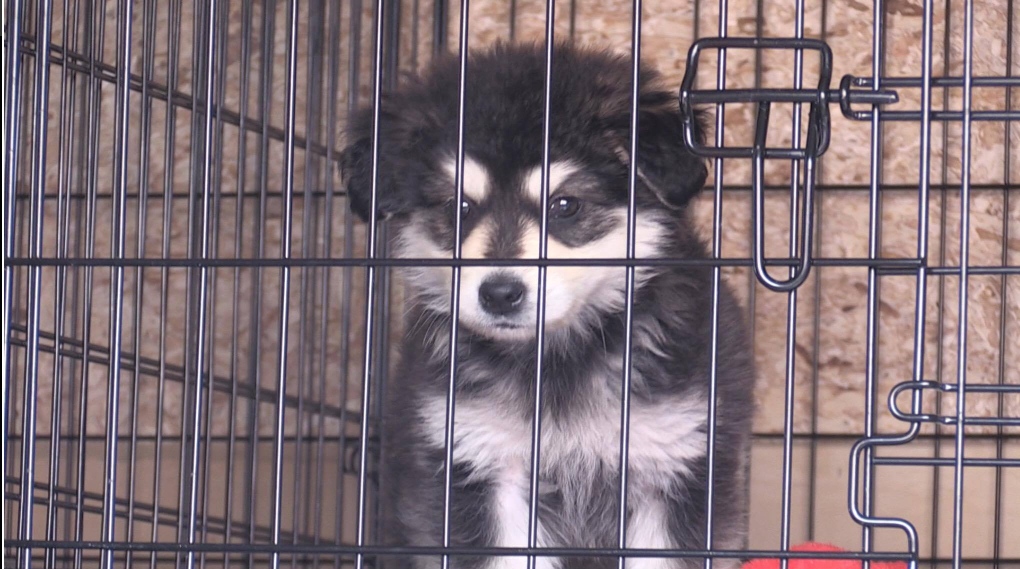 Puppy evacuated from Pikangikum First Nation
