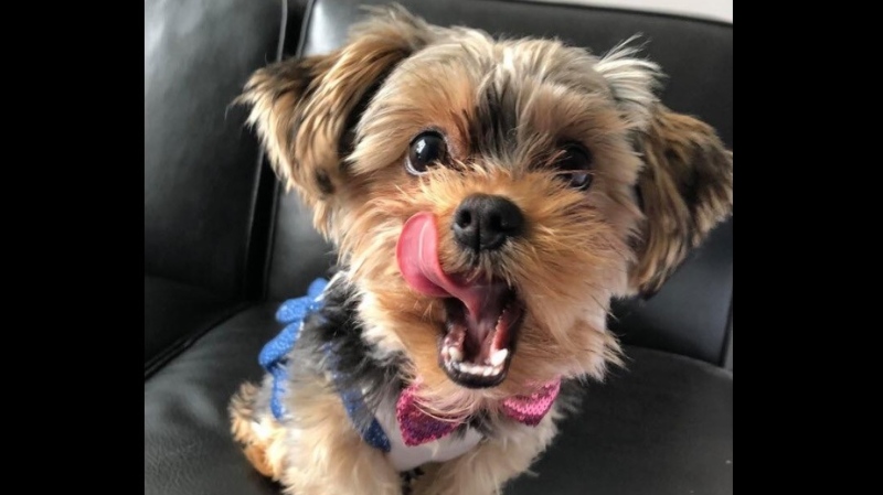 Maggie Sue the Yorkie Poo pictured here in this photo Lori Quaggiotto shared to Facebook after she says her dog was attacked and killed by a coyote. (Lori Quaggiotto / Facebook)
