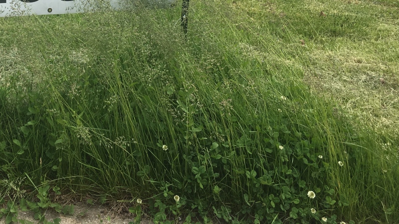 A wet spring has led to soggy ground and tall grass in Windsor, Ont. (Bob Bellacicco / CTV Windsor)