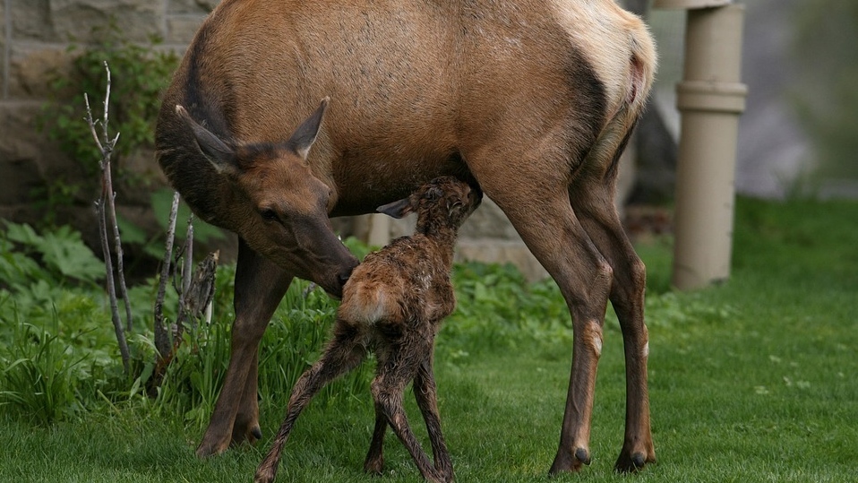 How to stay safe during elk calving season