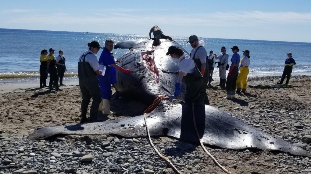 A dead right whale