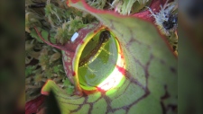 A juvenile spotted salamander is seen inside a pitcher plant in this undated photo (Patrick D. Moldowan)