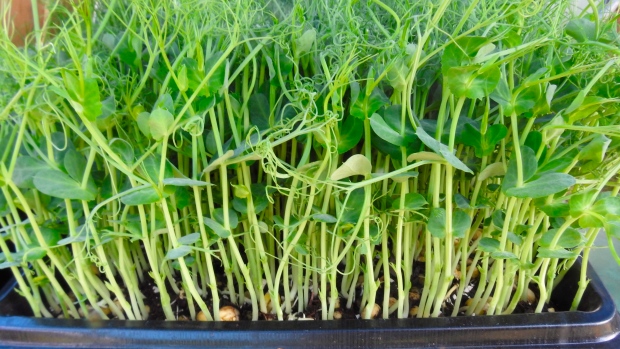 Microgreens Brokoli dan Campuran Musiman ditarik kembali di Ontario karena kemungkinan salmonella