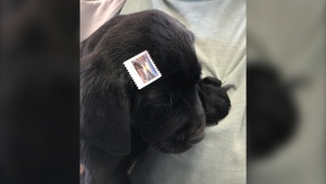 A dog with a stamp attached to his head was left in a cardboard box at the Canada Post outlet in Milo, Alta on May 17, 2019 (Vulcan County Enforcement Services)