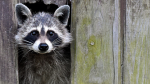 A raccoon is seen in this undated file photo. 