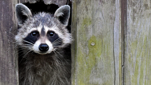 A raccoon is seen in this undated file photo. 