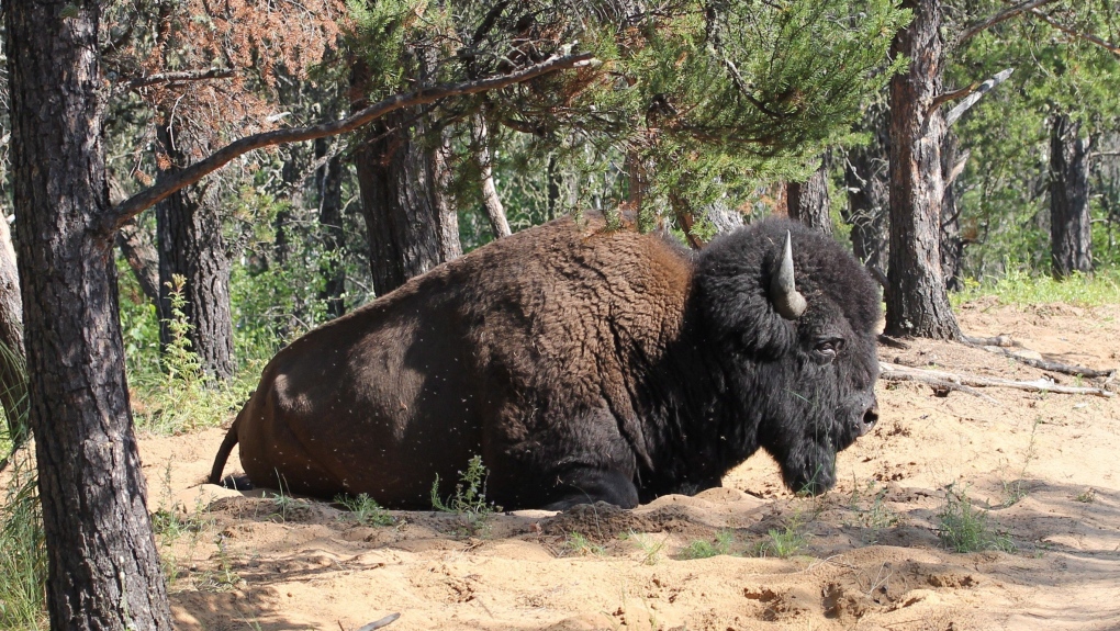 A bison 