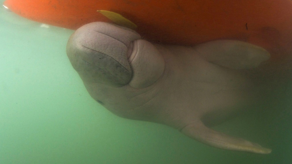 Marium the dugong calf swims under a boat