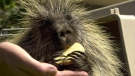 WILDNorth's resident porcupine Wild Rose is one of several animals that will be at the Edmonton Wildlife Festival.