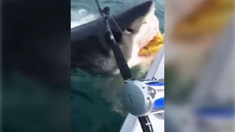Fishermen in N.J. capture stunning video of a great white shark