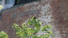 A red-winged blackbird is seen in Liberty Village on June 19, 2019. 